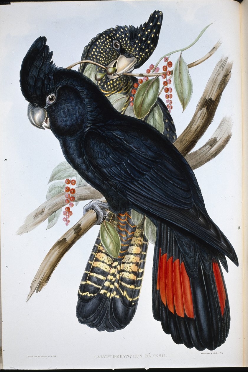 Banksian kakadue (Calyptorhynchus Banksii) (håndfarvet litho) af John (after) Gould