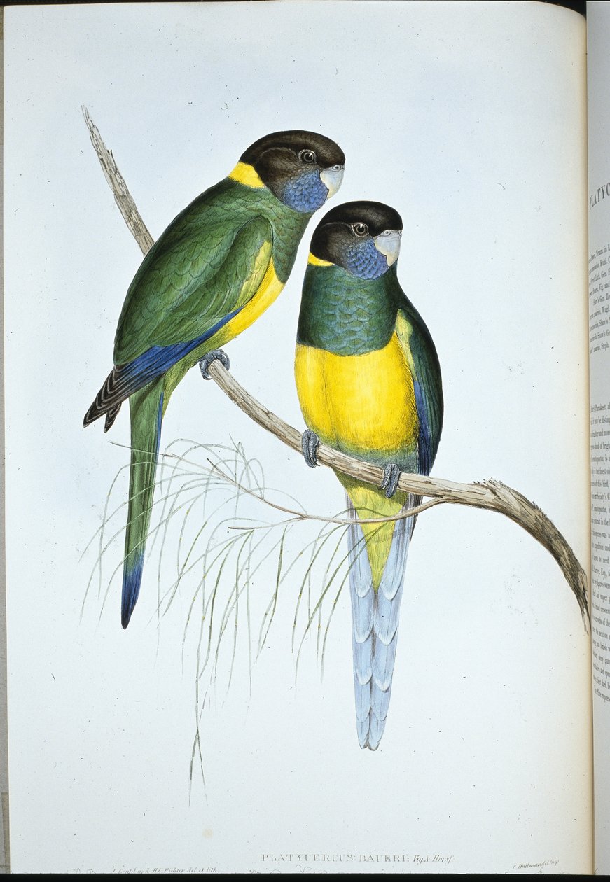 Bauers parakit (Platycercus Baueri) (håndfarvet litho) af John (after) Gould