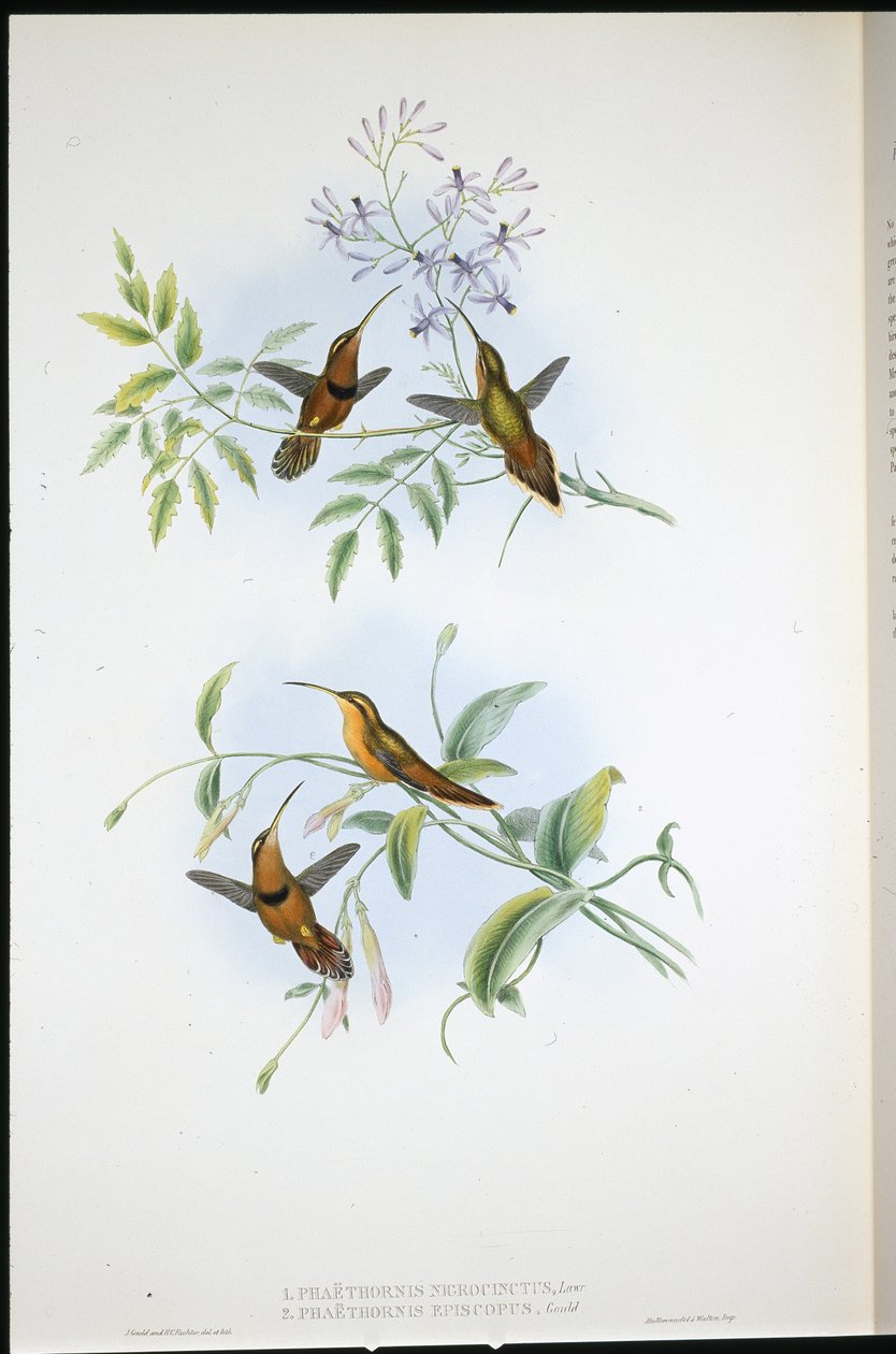 Eremit med bælte (Phaethornis Nigrocinctus) og biskop-eremit (Phaethornis Episcopus) (håndfarvet litho) af John (after) Gould