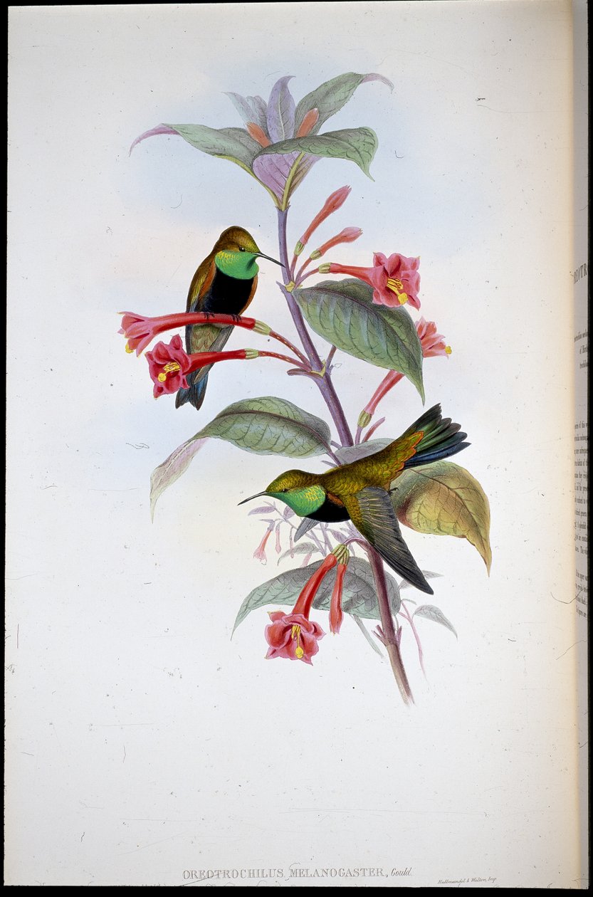 Black-breasted Hill Star (Oreotrochilus Melanogaster) (håndfarvet litho) af John (after) Gould