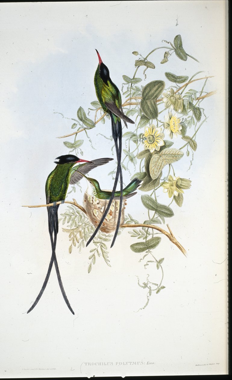 Sortkappet kolibri (Trochilus polytmus) (håndfarvet litho) af John (after) Gould