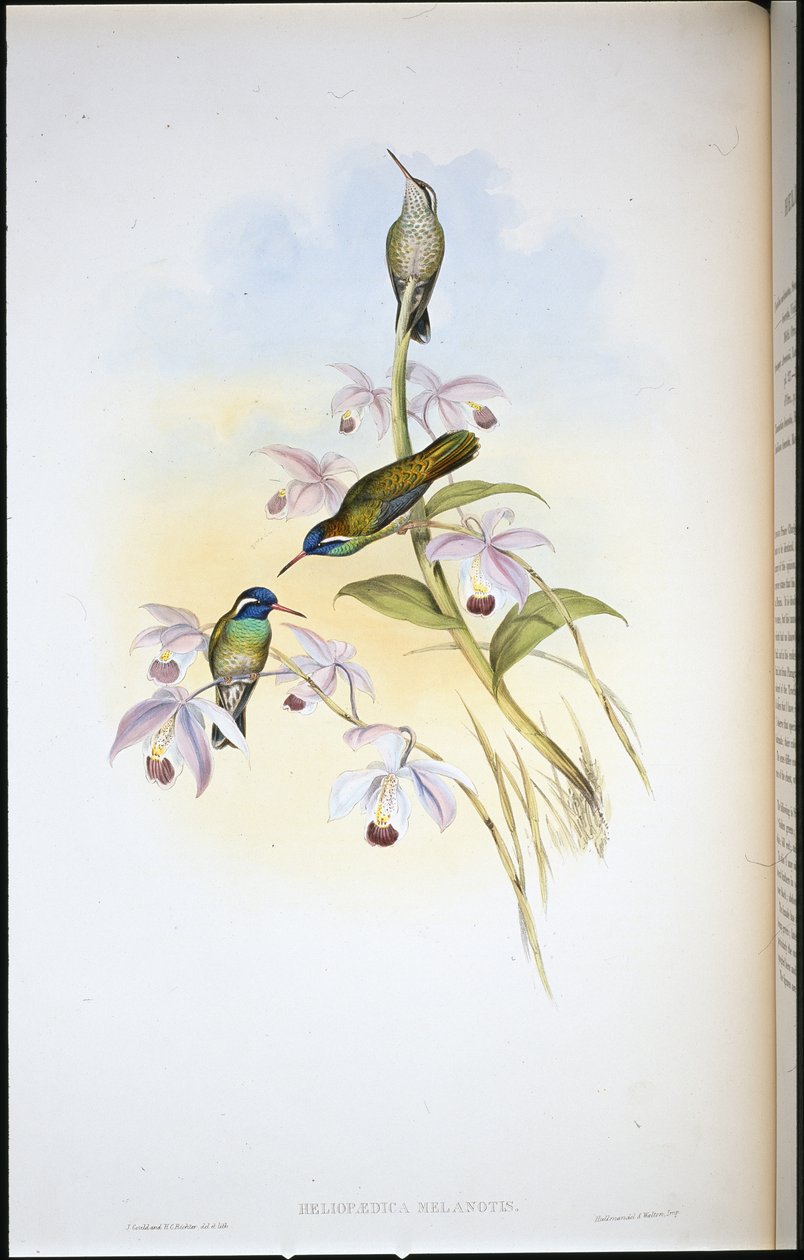Sortøret kolibri (Heliopaedica Melanotis) (håndfarvet litho) af John (after) Gould