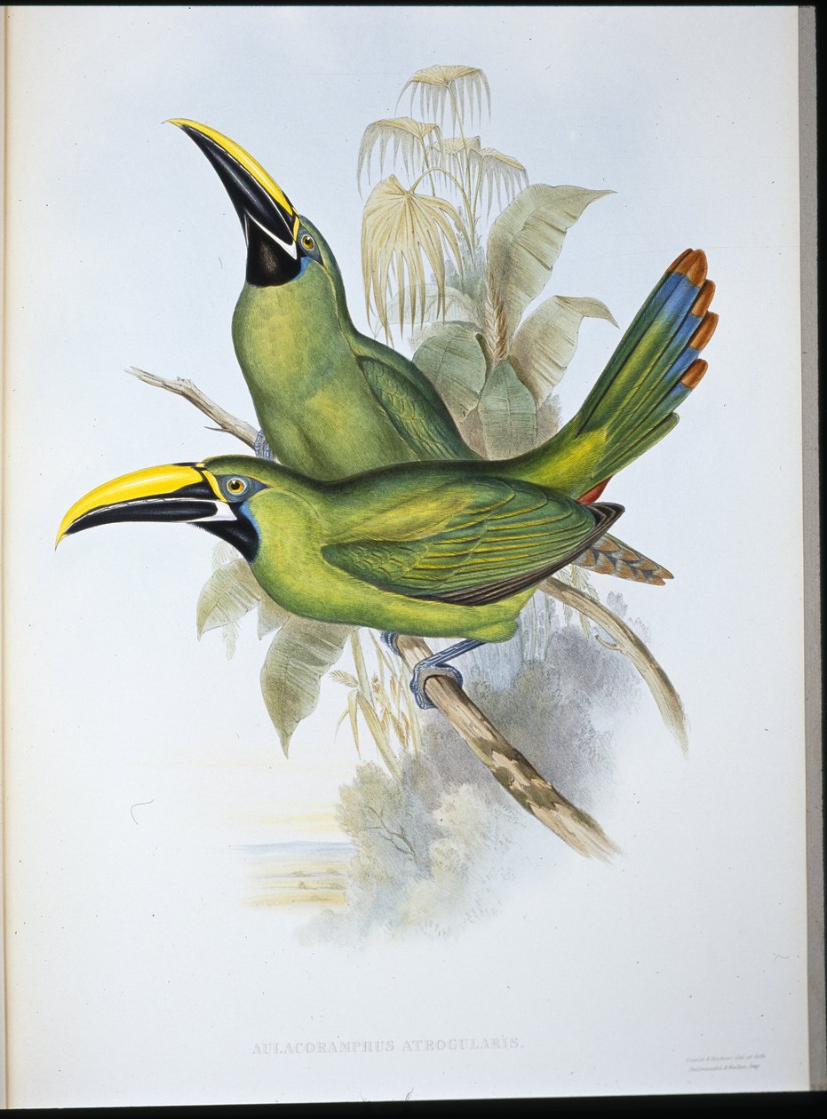 Sortstrubet rilletæb-tukan (Aulacoramphus Atrogularis) (håndfarvet litho) af John (after) Gould