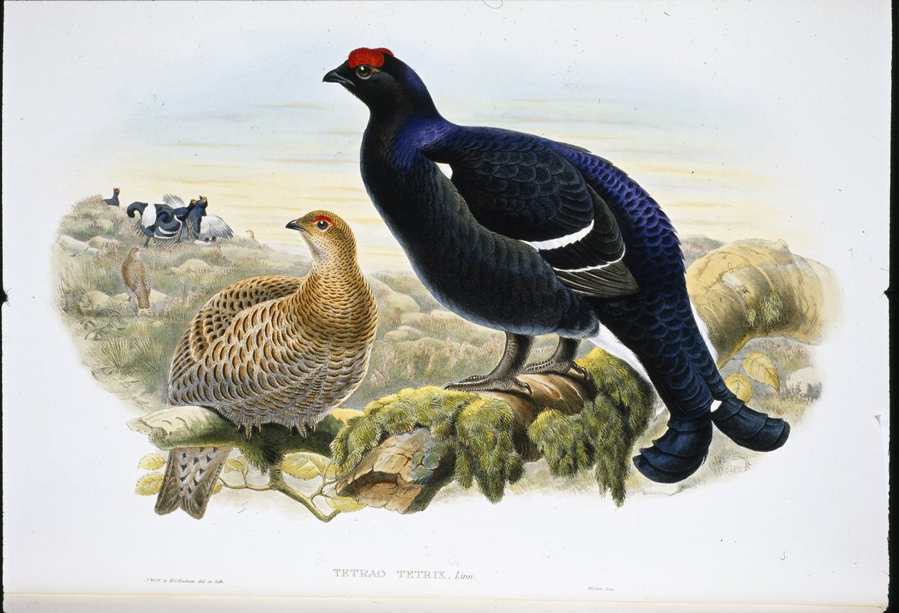 Blackcock (Tetrao Tetrix) (håndfarvet litho) af John (after) Gould