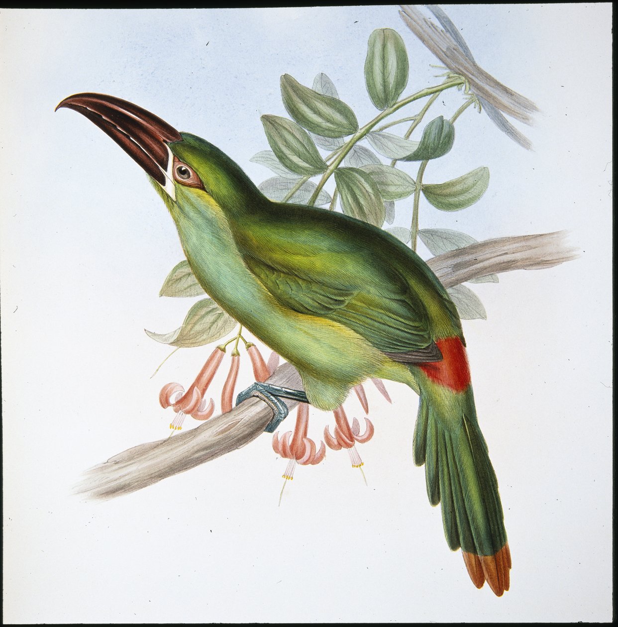 Blodrump Groove-bill Toucan (Aulacoramphus Haematopygius) (håndfarvet litho) af John (after) Gould