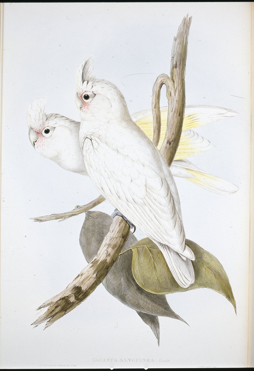 Blodfarvet kakadue (Cacatua Sanguinea) (håndfarvet litho) af John (after) Gould