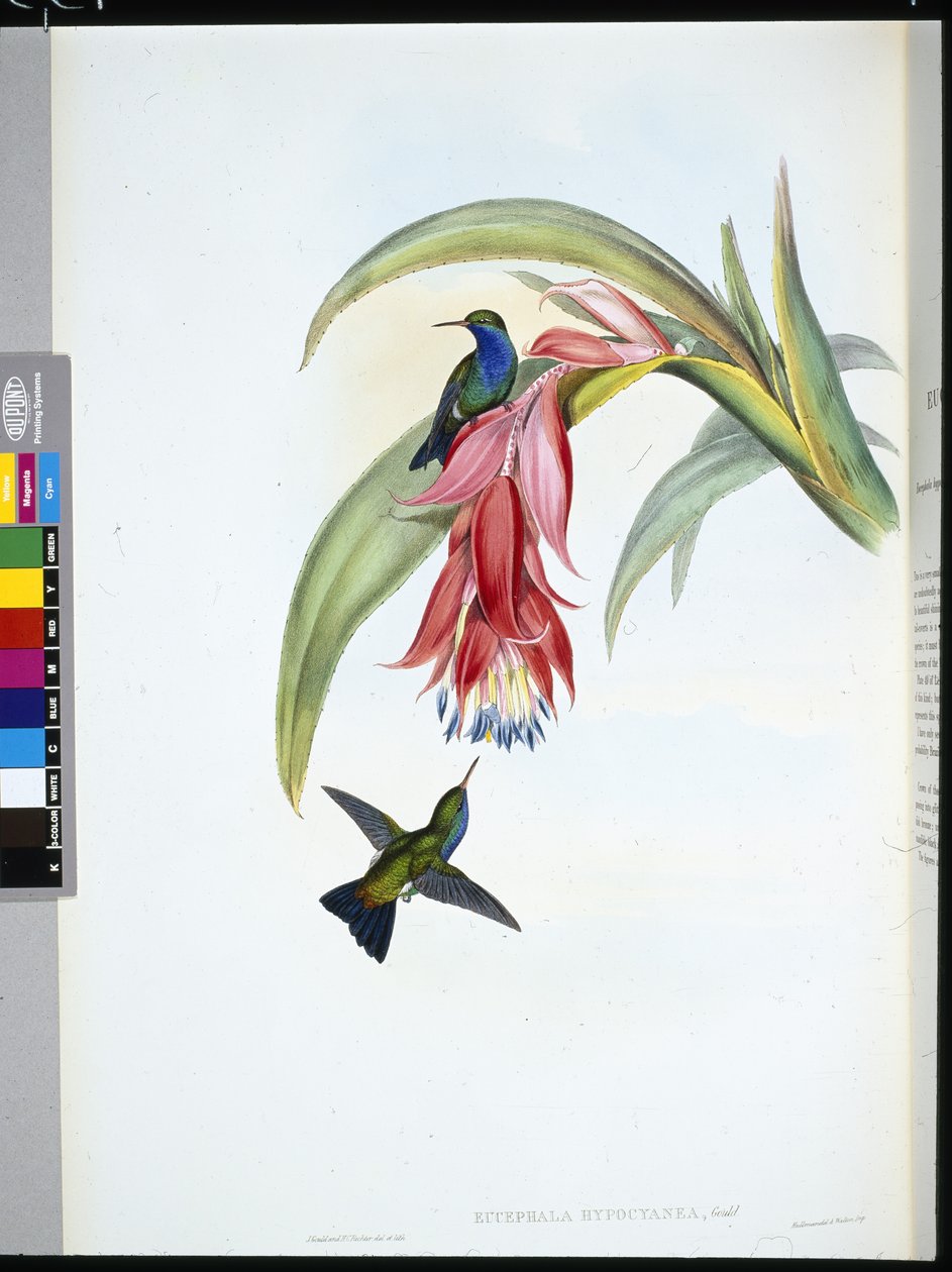Blåbrystet safir (Eucephala Hypocyanea) (håndfarvet litho) af John (after) Gould