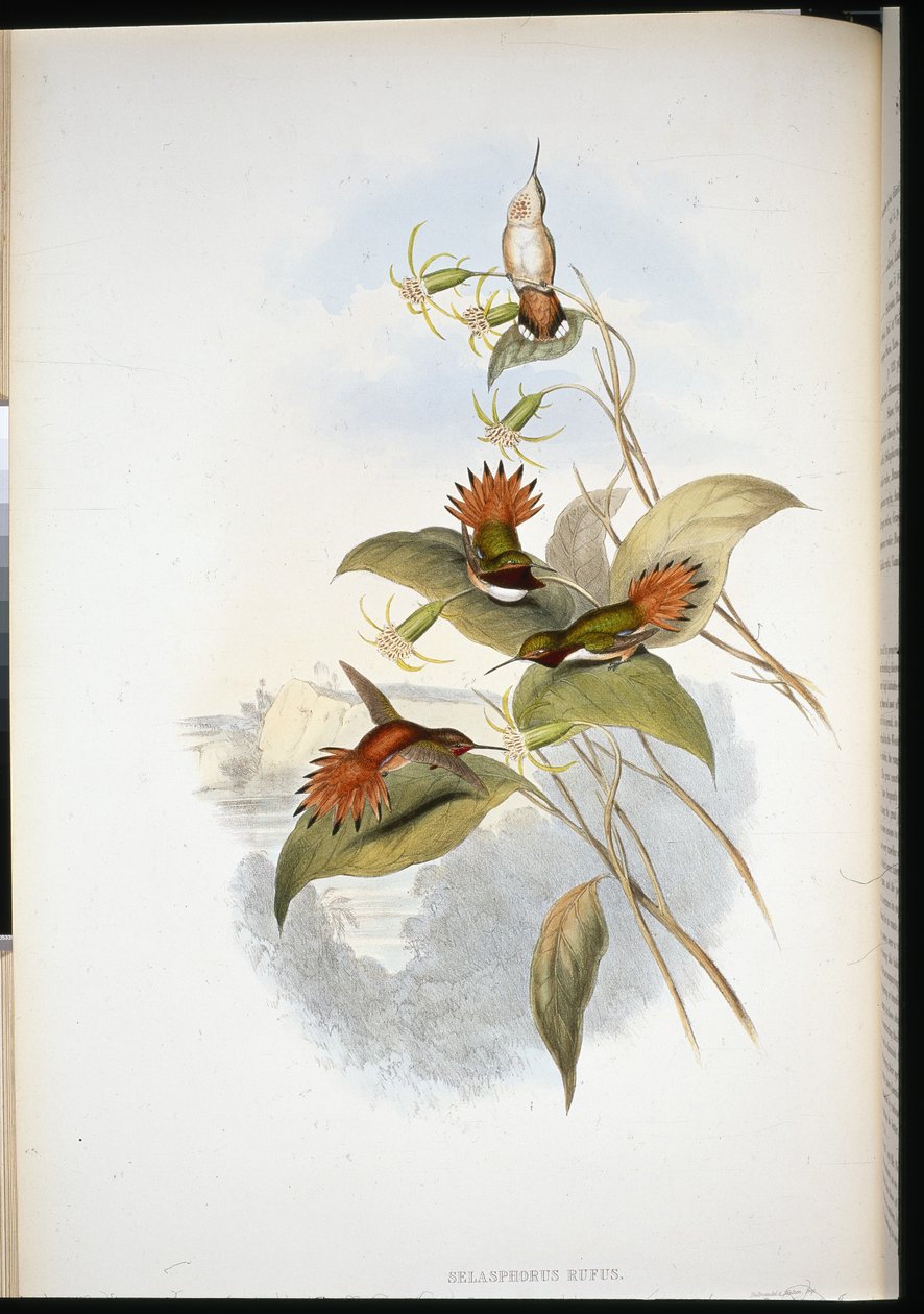 Blåhovedet safir (eucephala grayi) (håndfarvet litho) af John (after) Gould