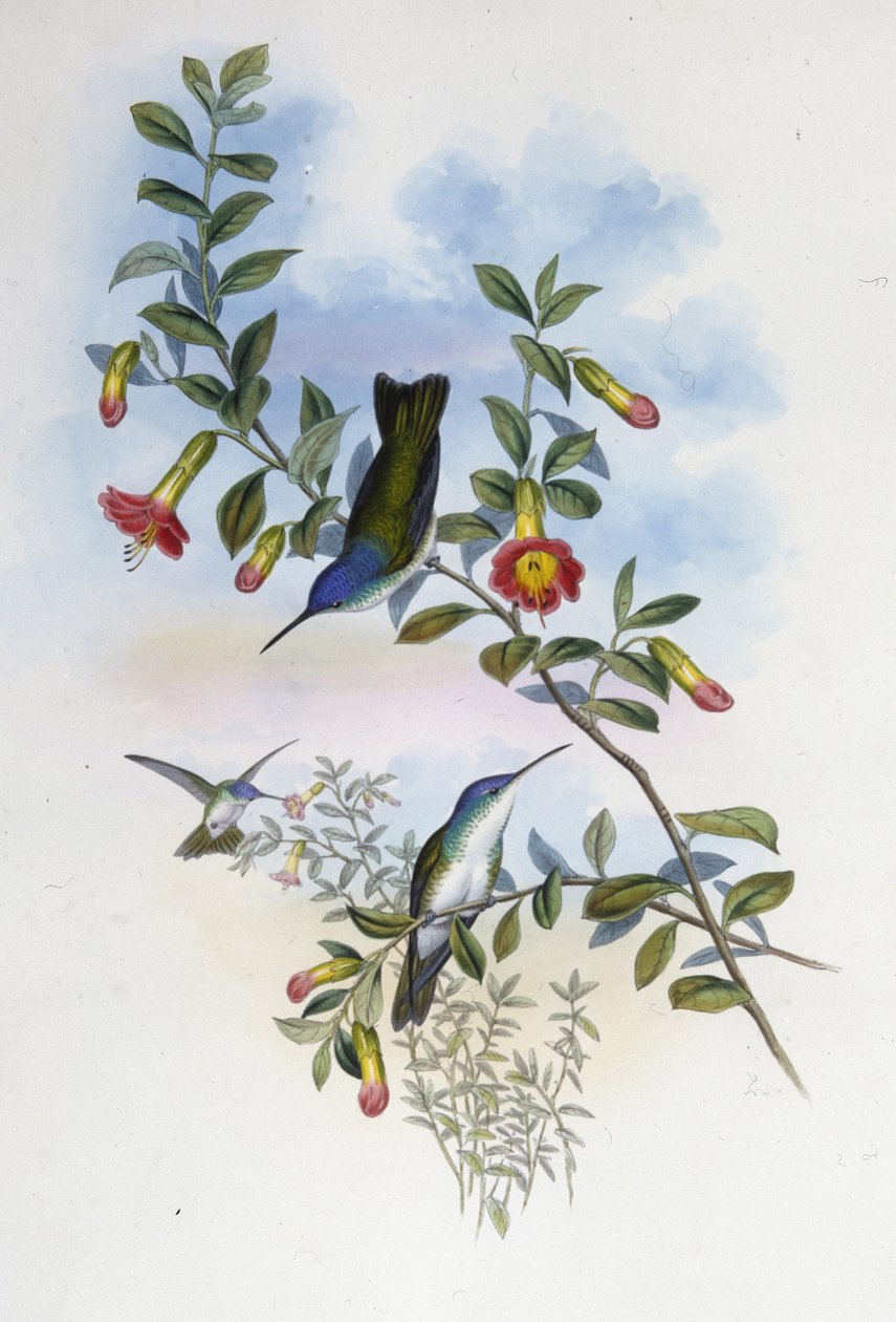 Blåhalset Azure Krone (Cyanomyia Cyanocollis) (håndfarvet litho) af John (after) Gould