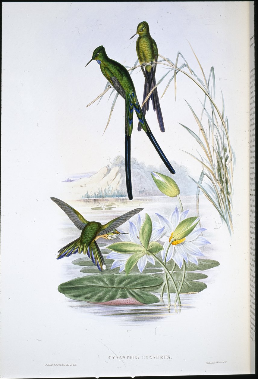 Blåhalet sylf (Cynanthus Cyanurus) (håndfarvet litho) af John (after) Gould