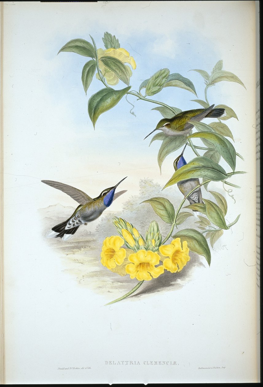 Blåstrubet Cazique (Delattria Clemenciae) (håndfarvet litho) af John (after) Gould