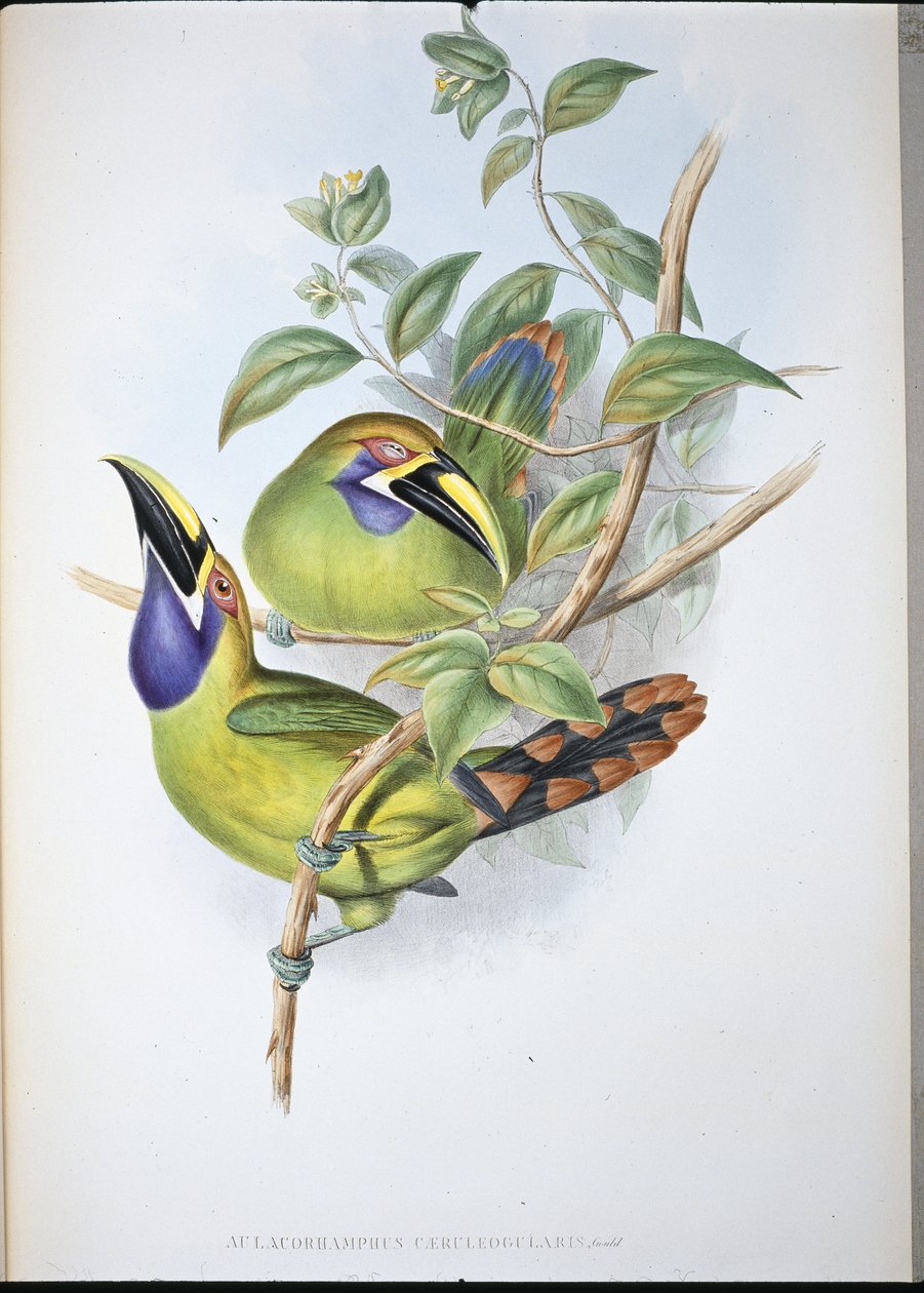 Blåstrubet rilletæb-tukan (Aulacoramphus Caeruleogularis) (håndfarvet litho) af John (after) Gould