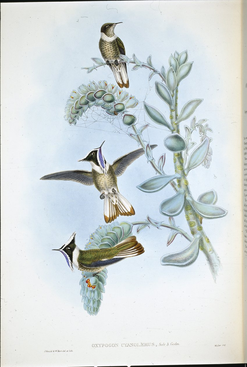 Blåhalset Hlemte Crest (Oxypogon Cyanolaemus) (håndfarvet litho) af John (after) Gould