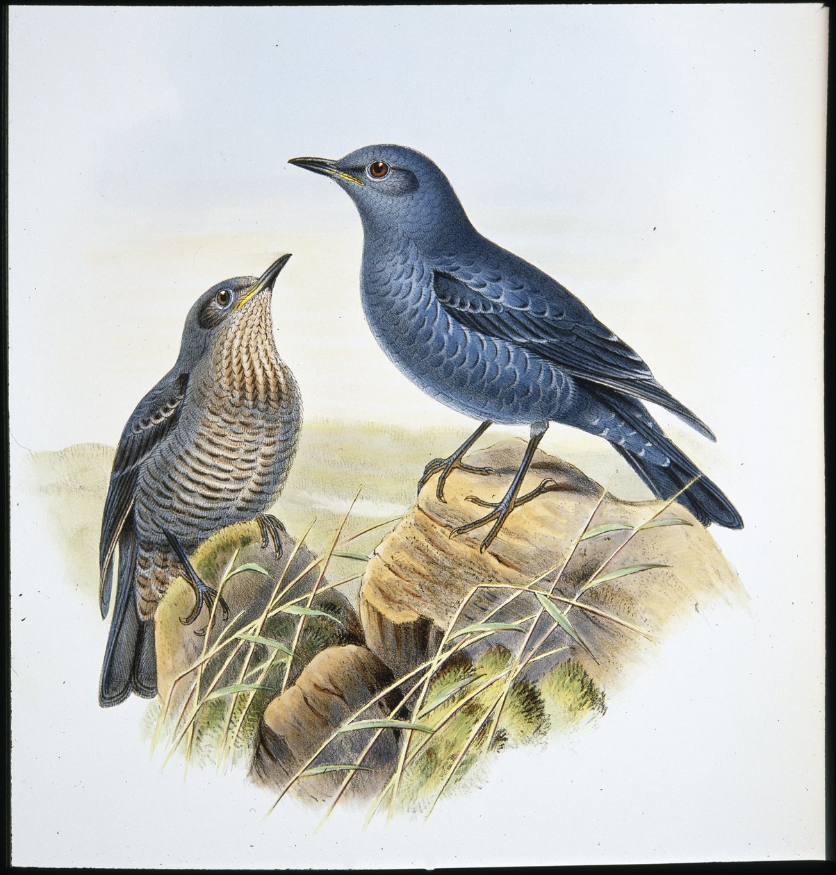 Blå stendrossel (Petrocossyphus Cyanus) (håndfarvet litho) af John (after) Gould