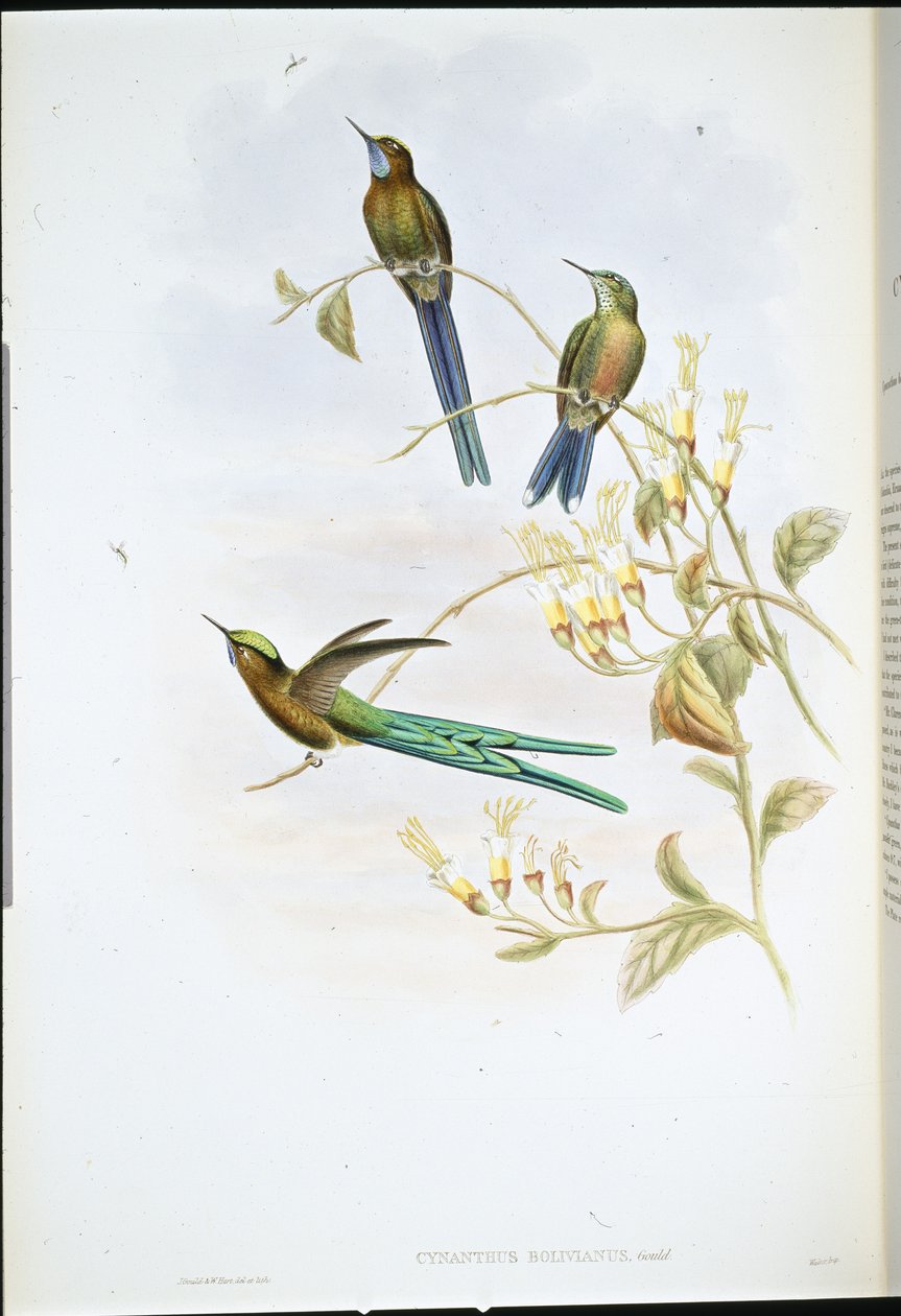 Boliviansk sylf (Cynanthus Bolivianus) (håndfarvet litho) af John (after) Gould
