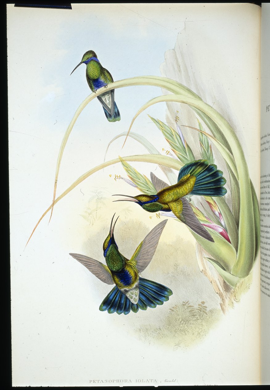 Boliviansk violet øre (Petasophora Iolata) (håndfarvet litho) af John (after) Gould