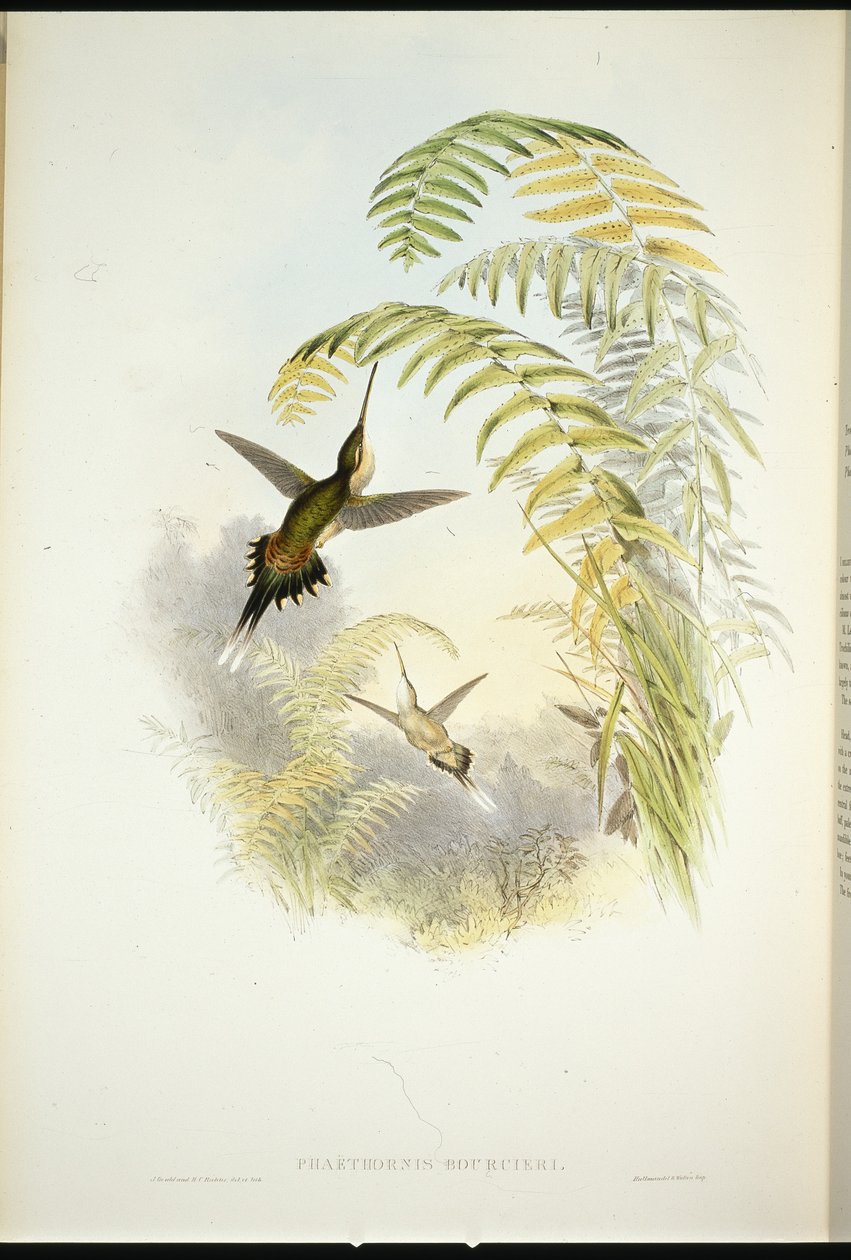 Bourciers Eremit (Phaethornis Bourcieri) (håndfarvet litho) af John (after) Gould