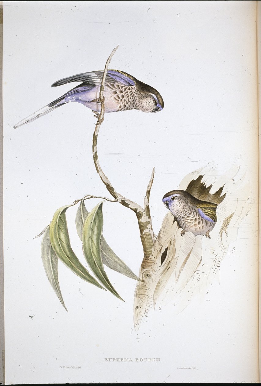 Bourkes græsparakit (Euphema Bourkii) (håndfarvet litho) af John (after) Gould