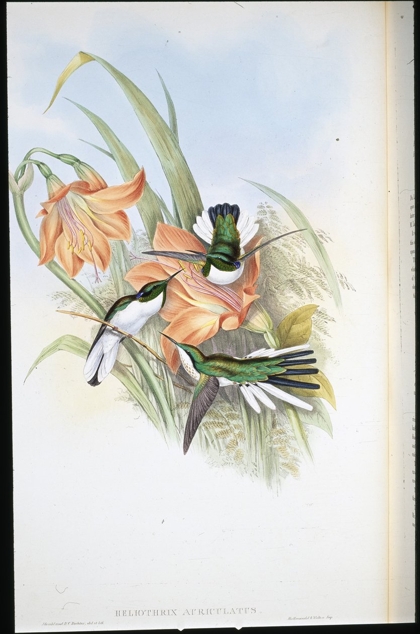 Brasiliansk fe (Heliothrix Auriculatus) (håndfarvet litho) af John (after) Gould