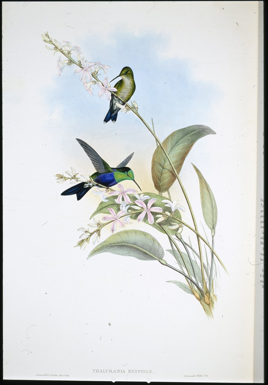 Brasilianske Panoplites (Thalurania Eryphile) (håndfarvet litho) af John (after) Gould