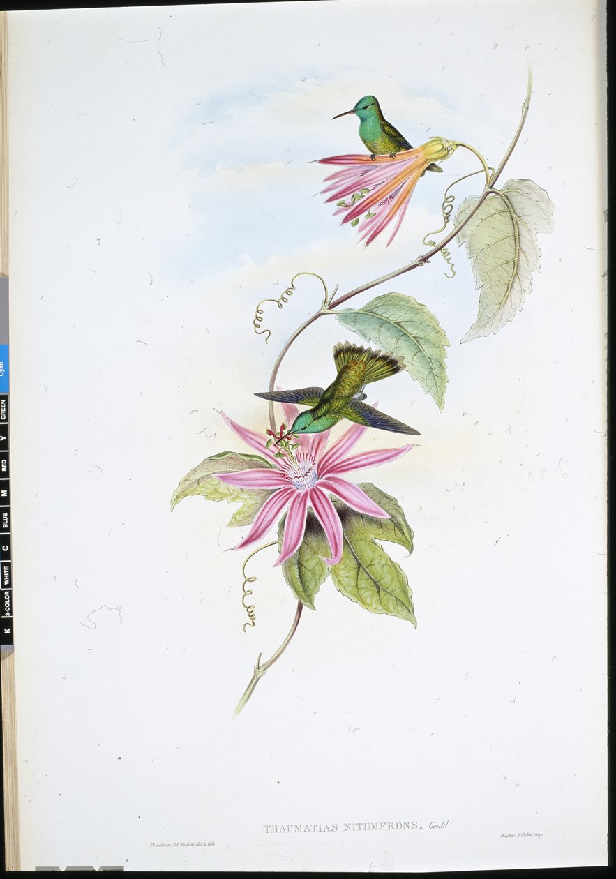 Brilliant-fronted Emerald (Thaumatias Nitidifrons) (håndfarvet litho) af John (after) Gould