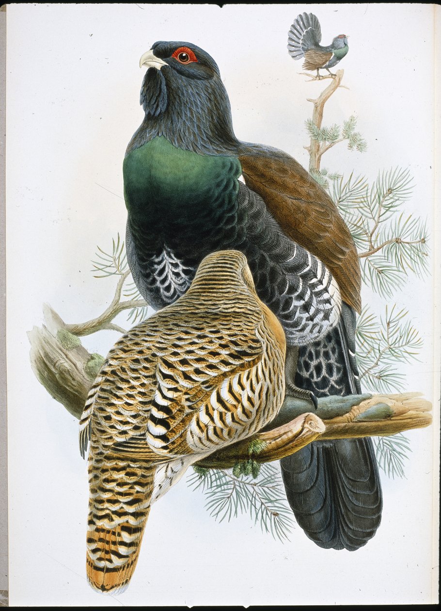 Capercailzie (Tetrao Urogallus) (håndfarvet litho) af John (after) Gould