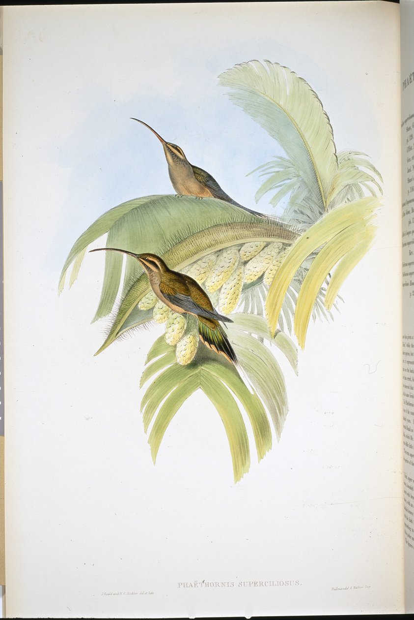 Cayenne Eremit (Phaethornis Superciliosus) (håndfarvet litho) af John (after) Gould