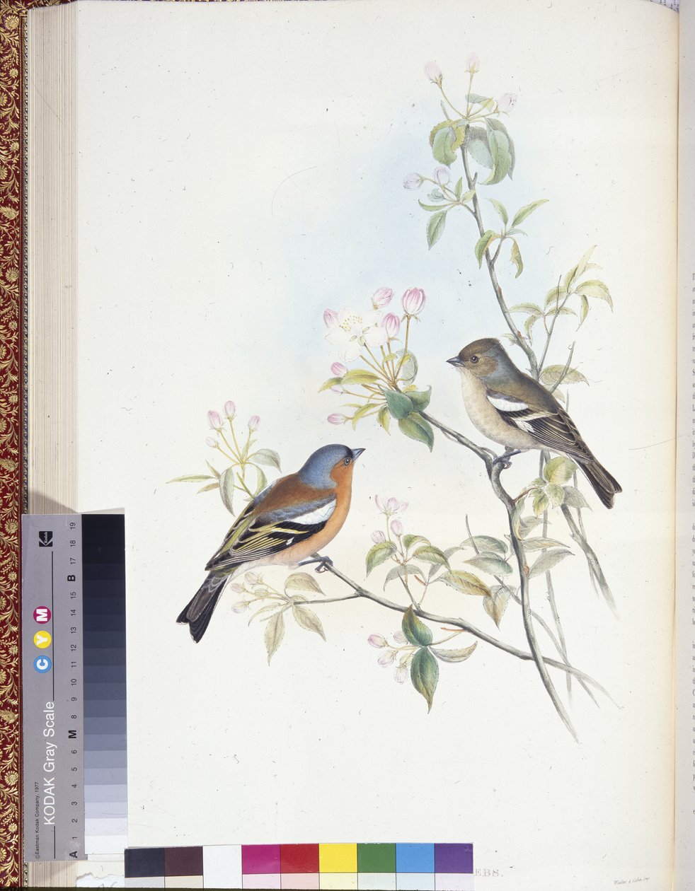 Bogfinke (Fringilla Caelebs) (håndfarvede medlemmer) af John (after) Gould