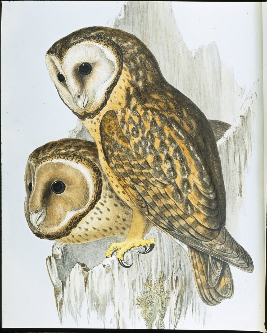 Kastanjebeklædt ugle (Strix Castanops) (håndfarvet litho) af John (after) Gould