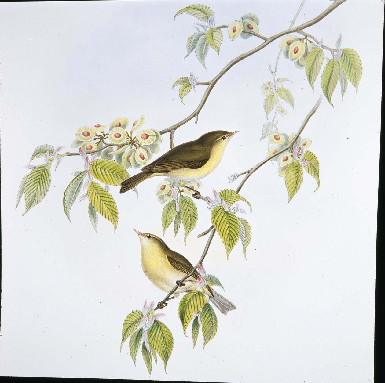 Chiff-Chaff (Phyllopneuste Rufa) (håndfarvet litho) af John (after) Gould