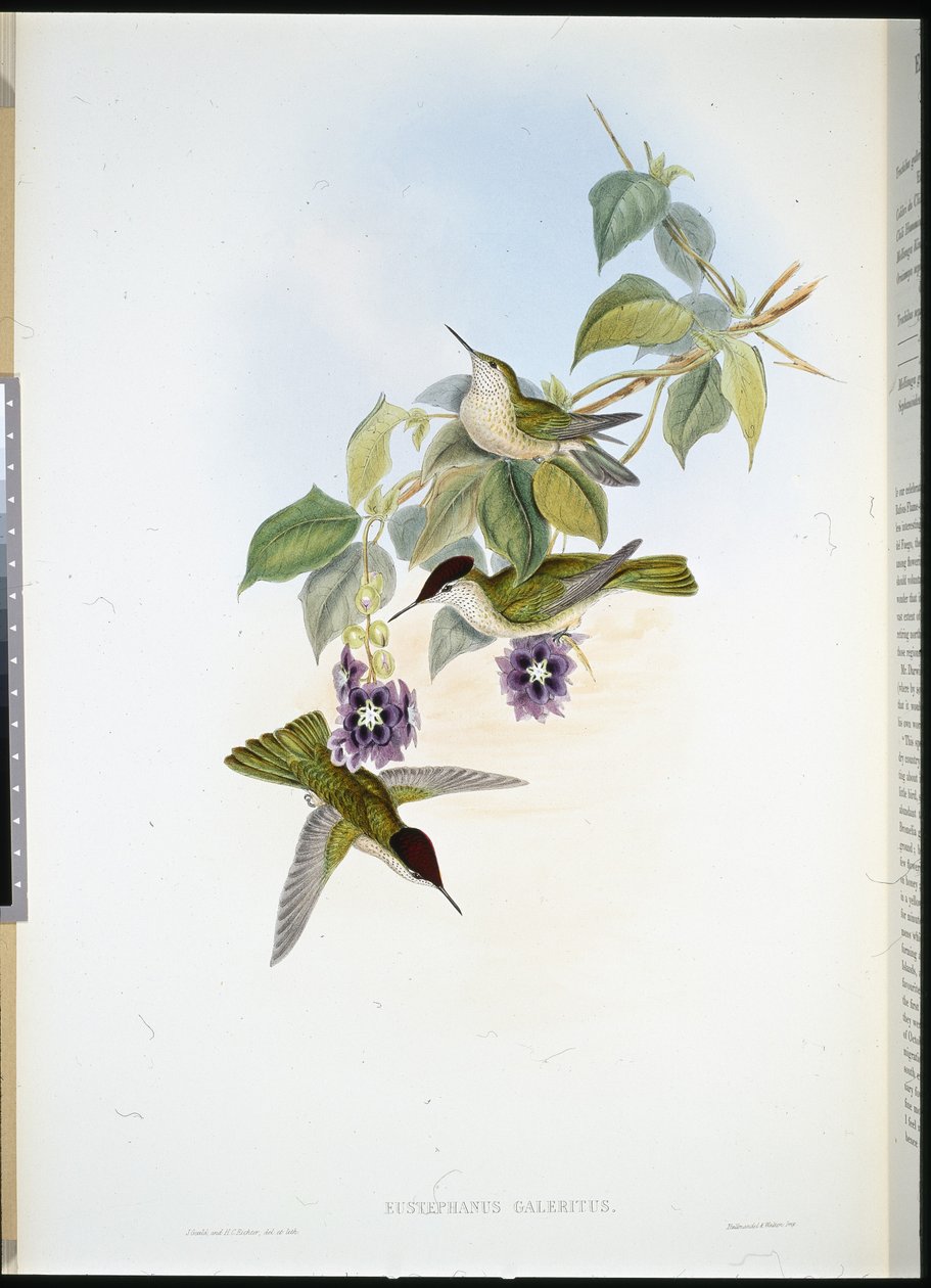 Chilensk ildkrone (Eustephanus Galeritus) (håndfarvet litho) af John (after) Gould