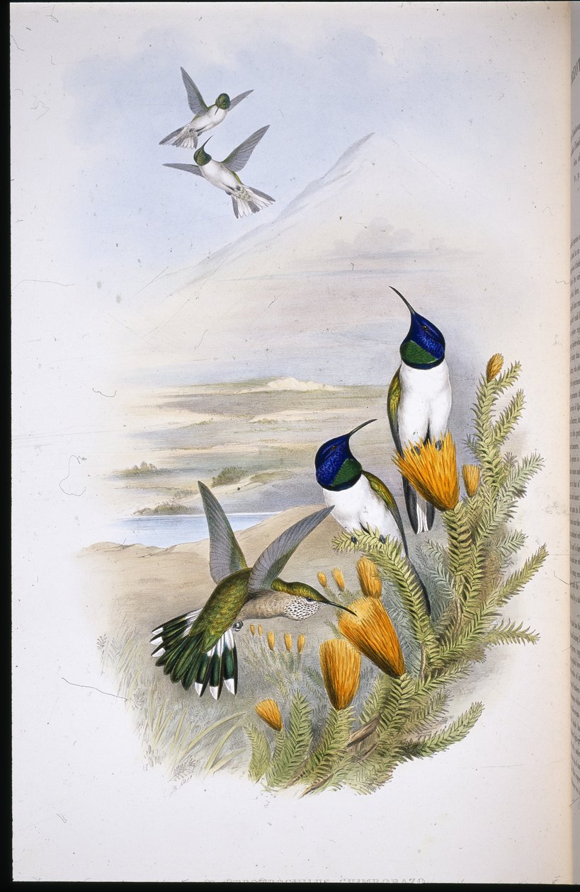 Chimobrasian Hill-Star (Oreotrochilus Chimborazo) (håndfarvet litho) af John (after) Gould