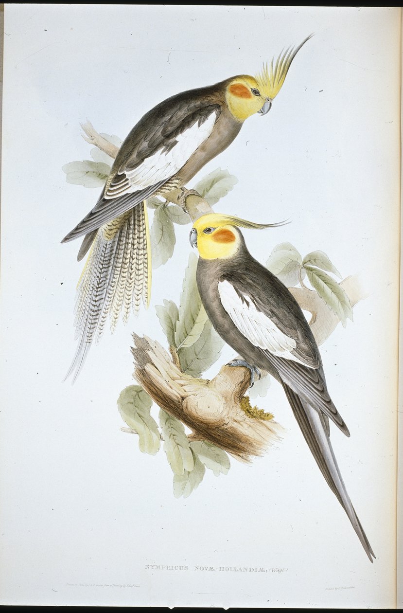 Kakadueparakit (New Holland Nymph) (håndfarvet litho) af John (after) Gould