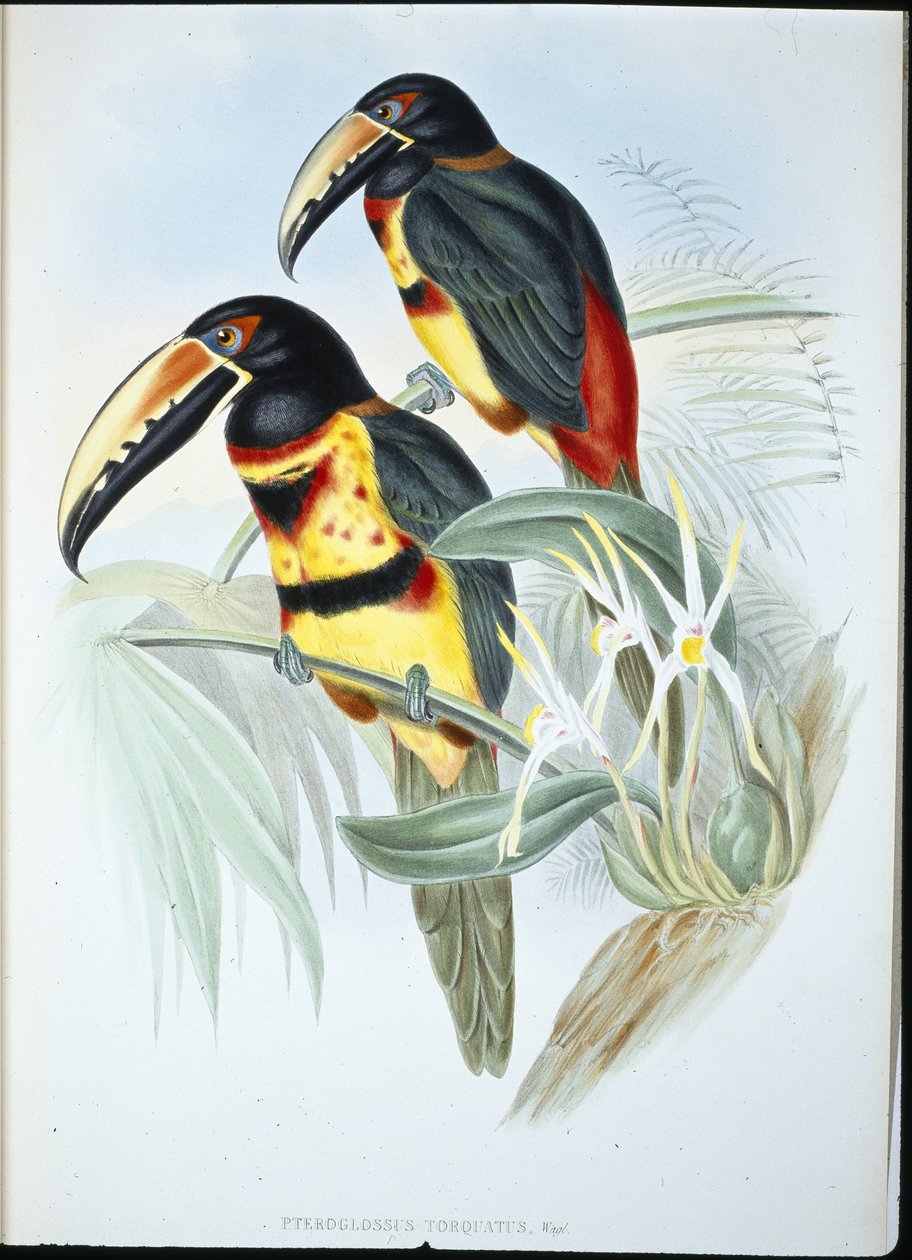 Collared AracariI (Pteroglossus Torquatus) (håndfarvet litho) af John (after) Gould