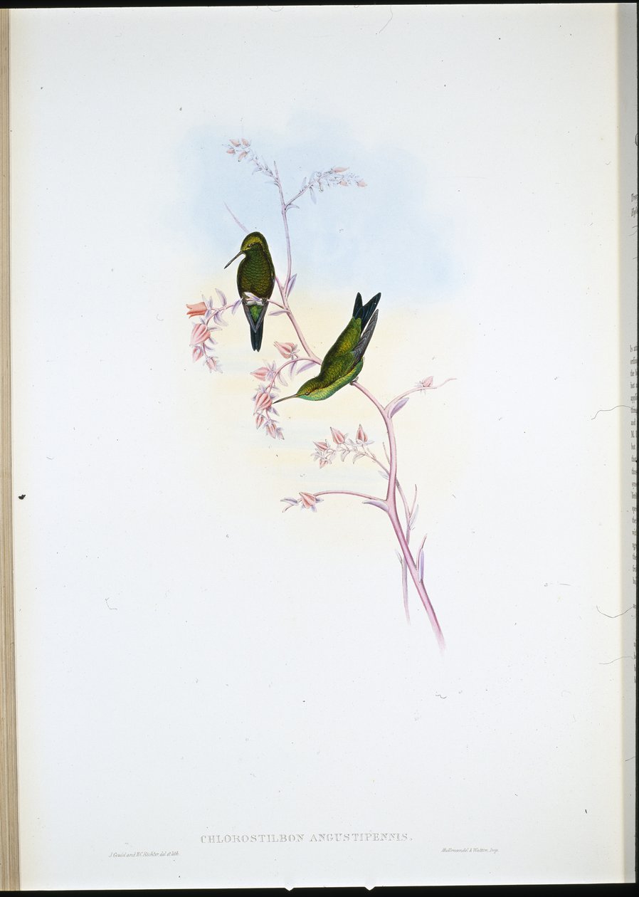 Columbian Emerald (Chlorostilbon Angustipennis) (håndfarvet litho) af John (after) Gould