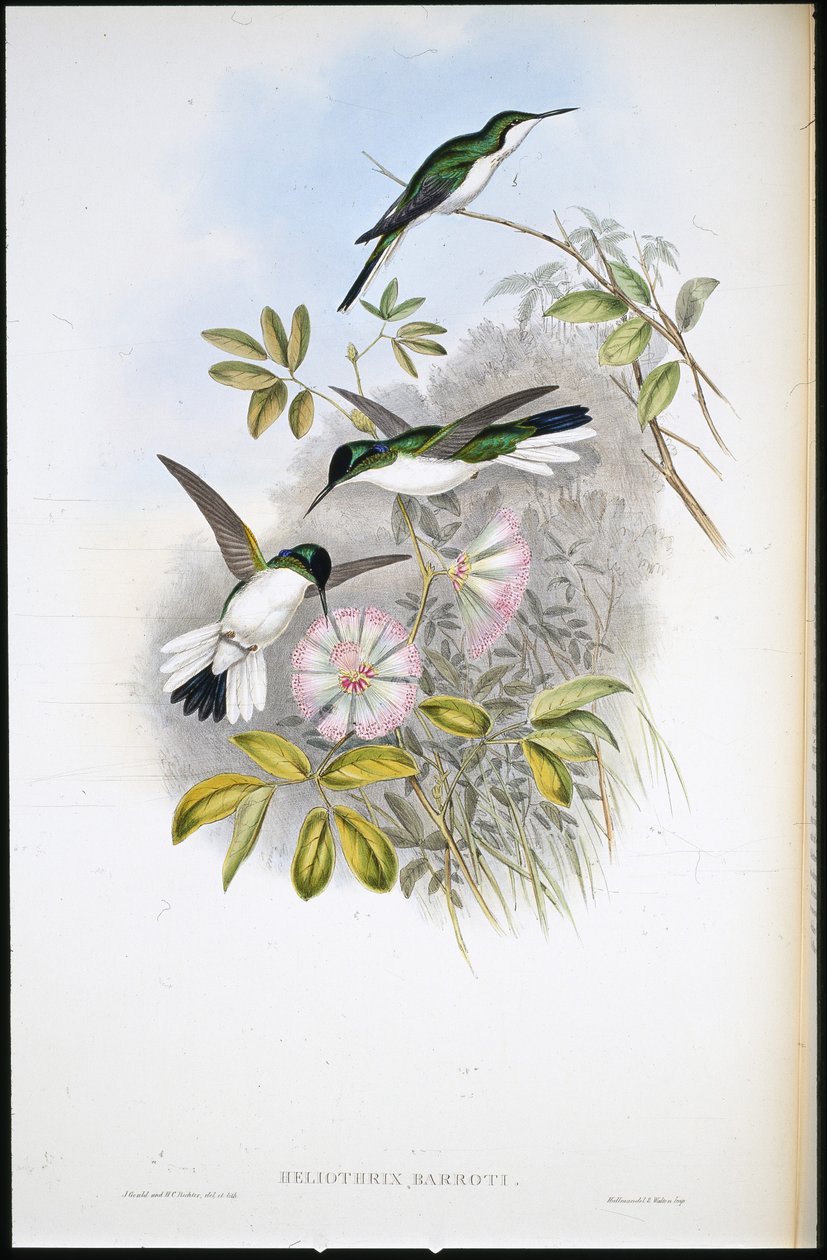 Columbian Fairy (Heliothrix Barroti) (håndfarvet litho) af John (after) Gould