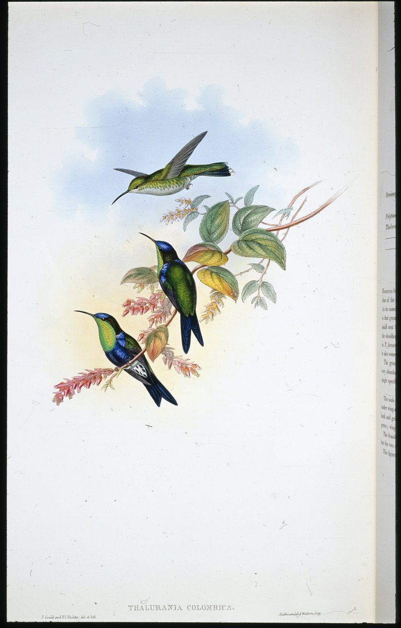 Columbian Panoplites / Coulmbian Wood-nymph (Thalurania Colombica) (håndfarvet litho) af John (after) Gould
