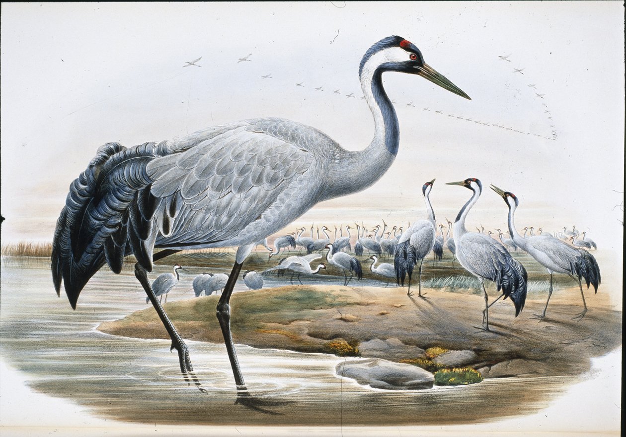 Trane (Grus Cinerea0 (håndfarvet litho) af John (after) Gould
