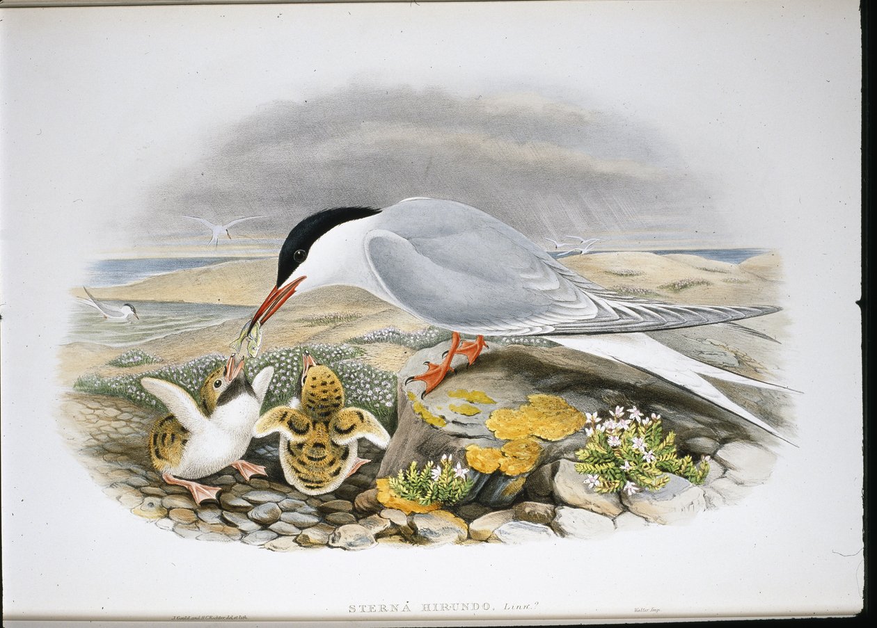 Almindelig tern (Stera Hirundo) (håndfarvet litho) af John (after) Gould