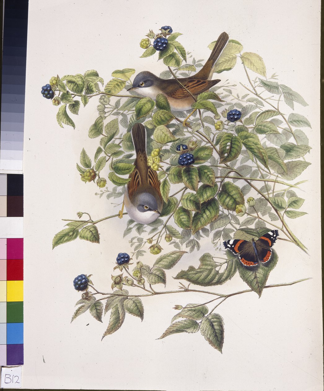 Almindelig hvidhals (Sylvia communis) (håndfarvet litho) af John (after) Gould