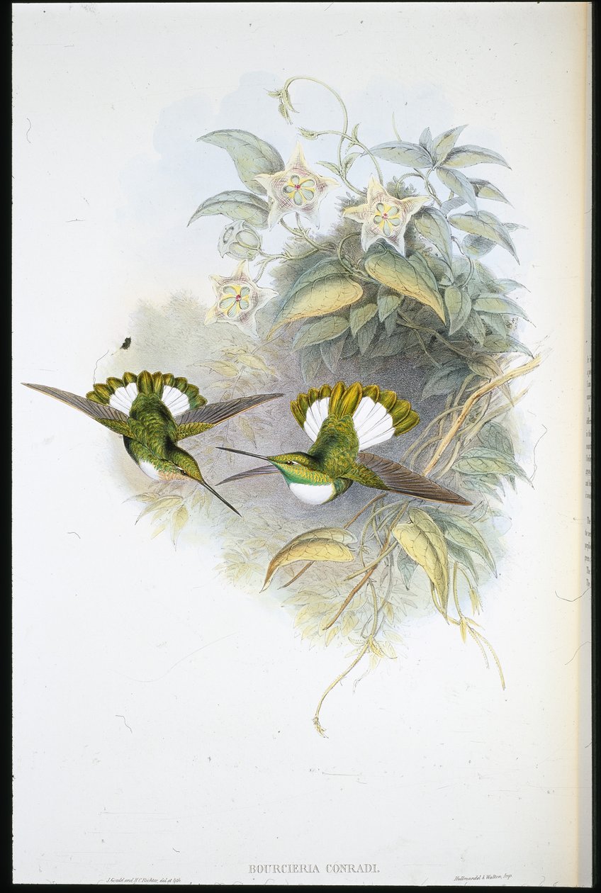 Conrads inka (Bourcieria Conradi) (håndfarvet litho) af John (after) Gould