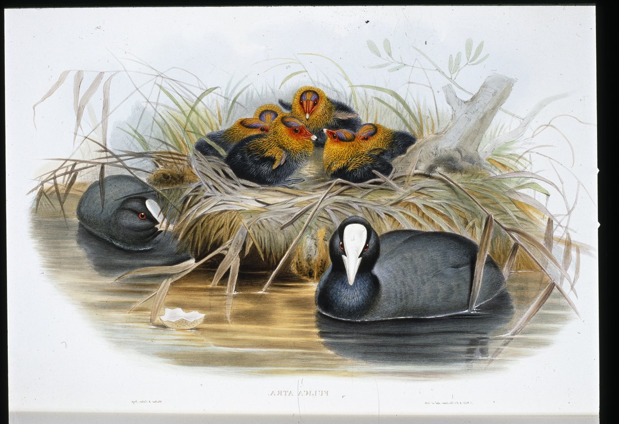 hønsehøne (Fulica Atra) (håndfarvet litho) af John (after) Gould