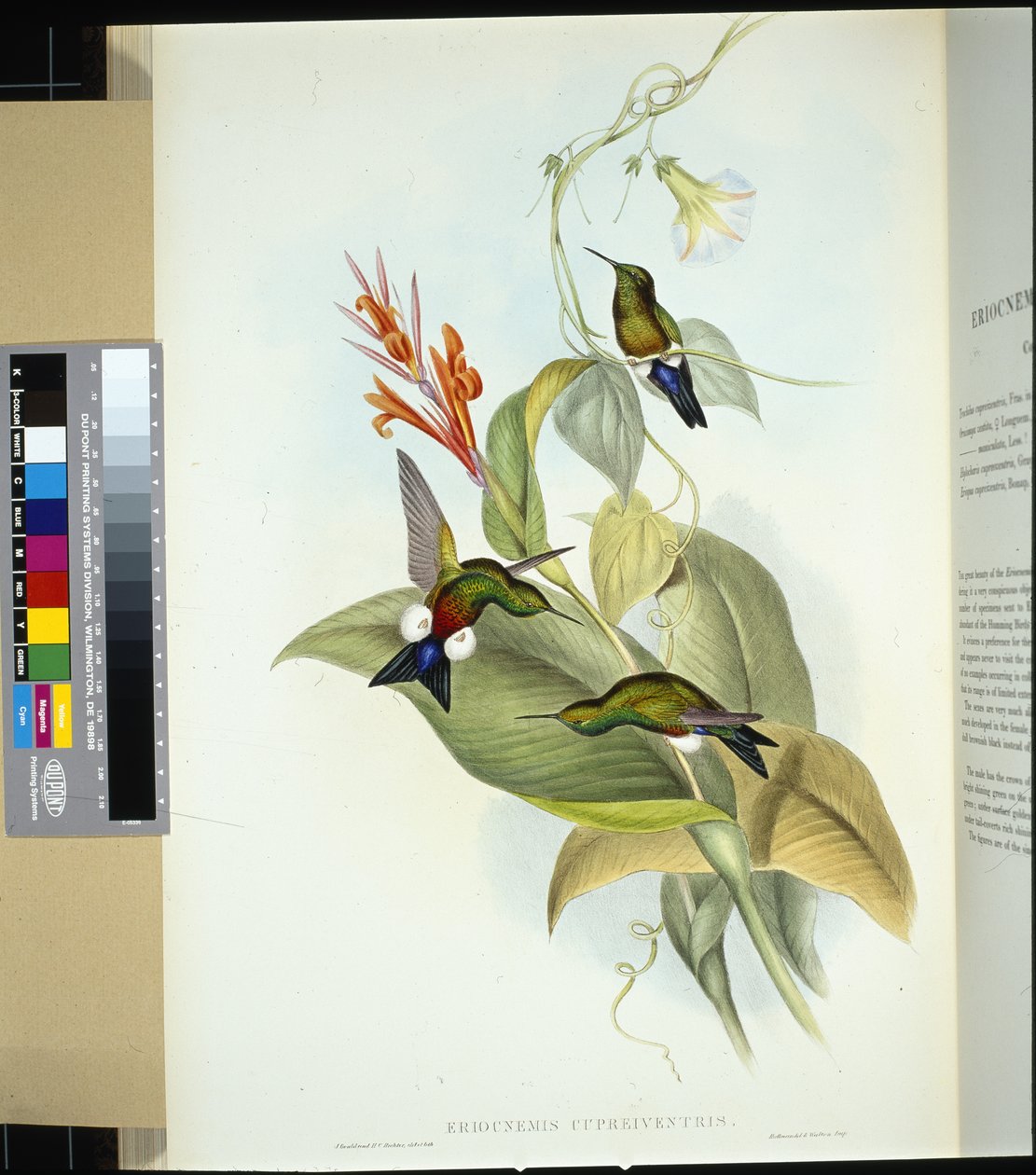 Kobbermavede puffeben (eriocnemis cupreiventris) (håndfarvet litho) af John (after) Gould