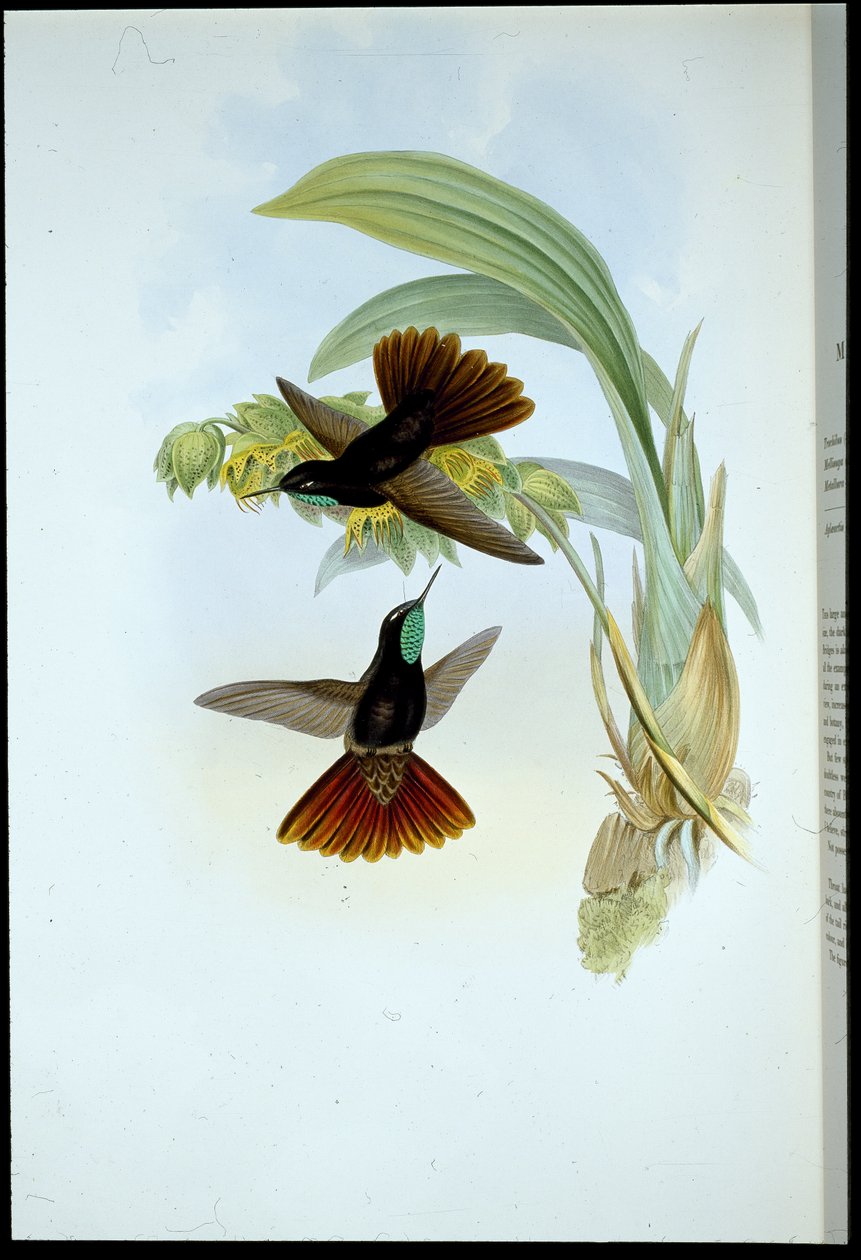 Kobberhale (Metallura Cupreicauda) (håndfarvet litho) af John (after) Gould