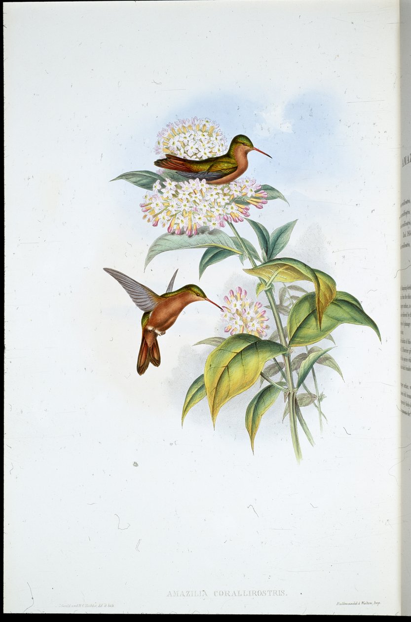 Koralnæbbet Amazili (Amazilia Corallirostris) (håndfarvet litho) af John (after) Gould