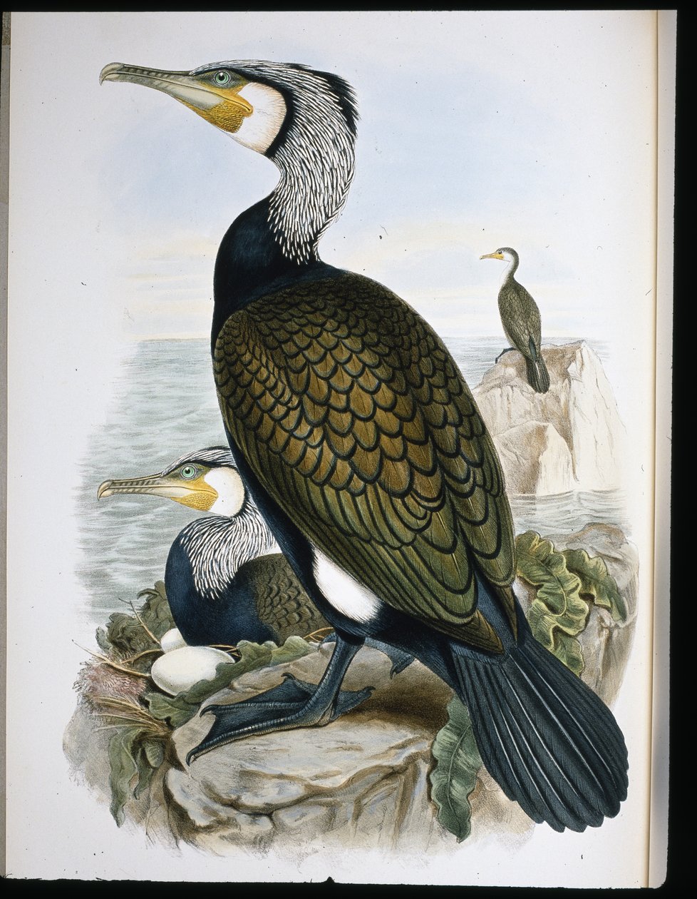 Skarv (Phalacrocorax Carbo) (håndfarvet litho) af John (after) Gould