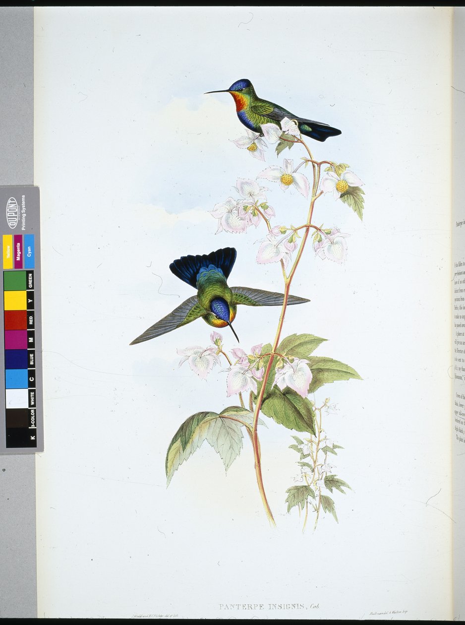 Costa-ricansk kolibri (Panterpeinsignis) (håndfarvet litho) af John (after) Gould