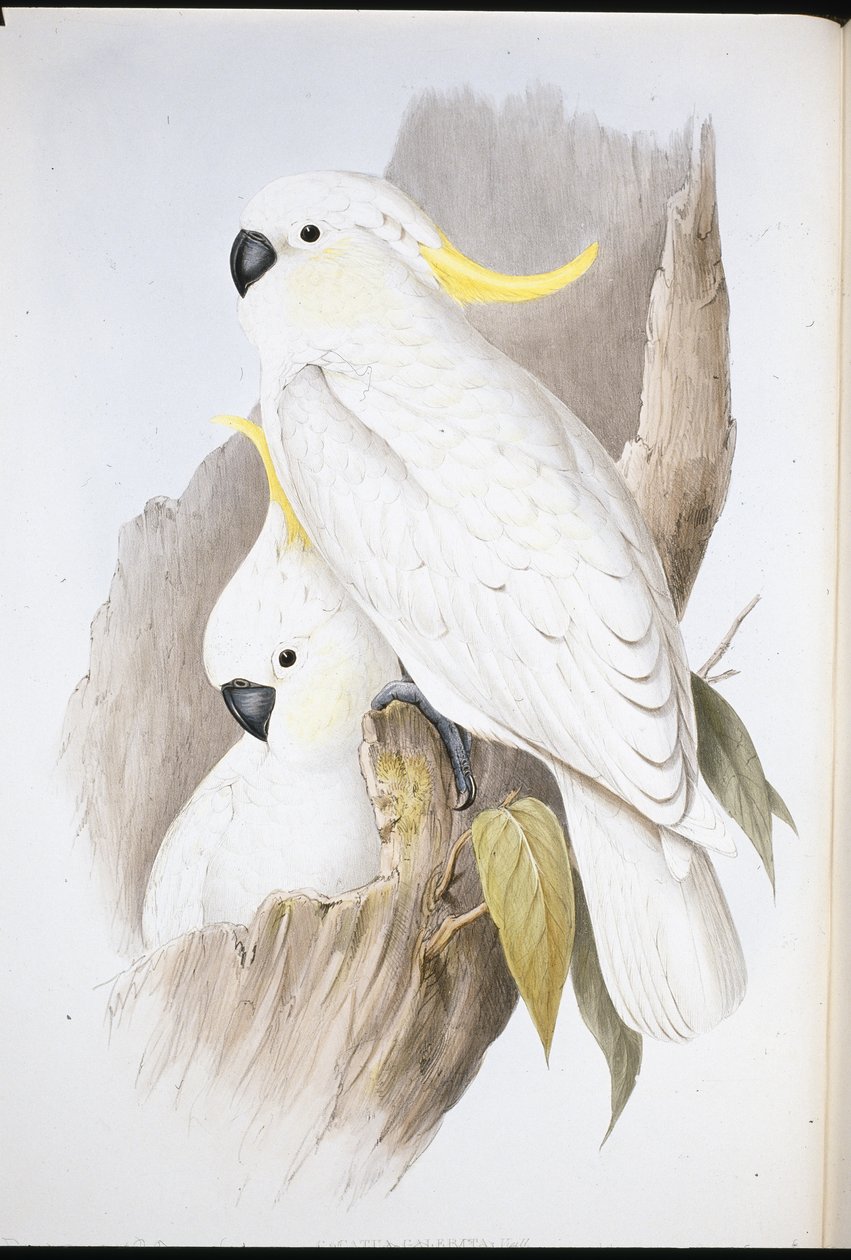 Crested Cockatoo (Cacatua Galerita) (håndfarvet litho) af John (after) Gould