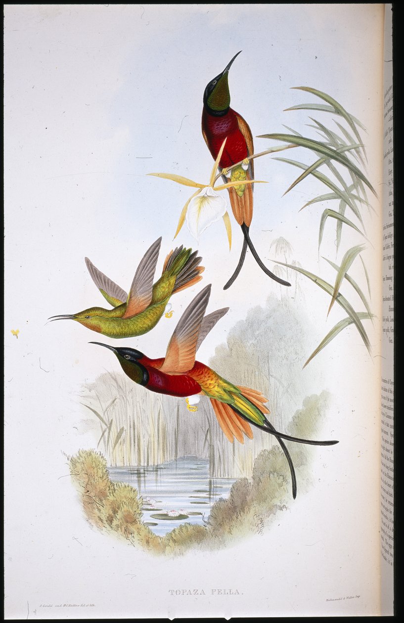 Crimson Topaz (Topaza Pella) (håndfarvet litho) af John (after) Gould