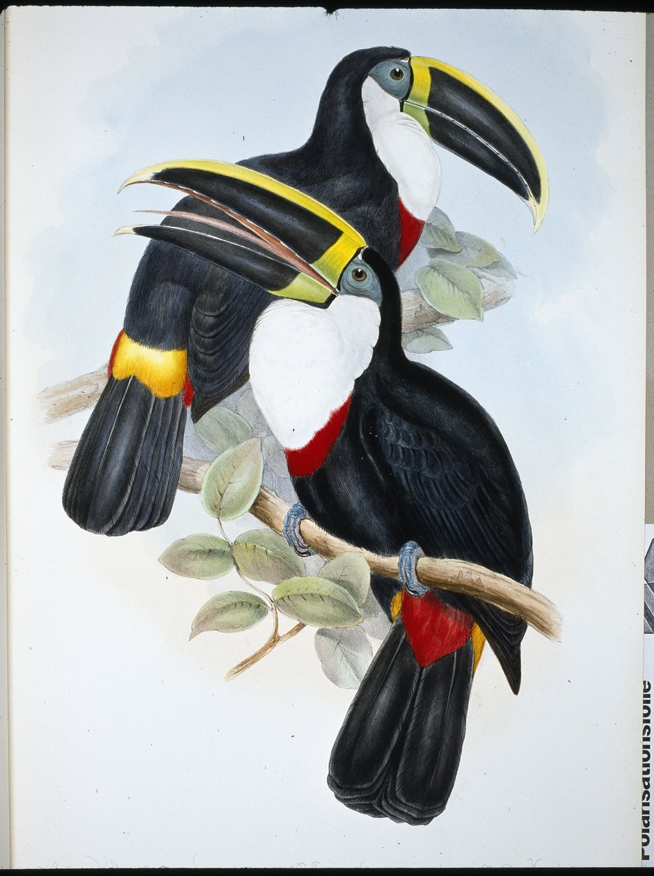 Kulmineret tukan (Ramphastos Culminatus) (håndfarvet litho) af John (after) Gould